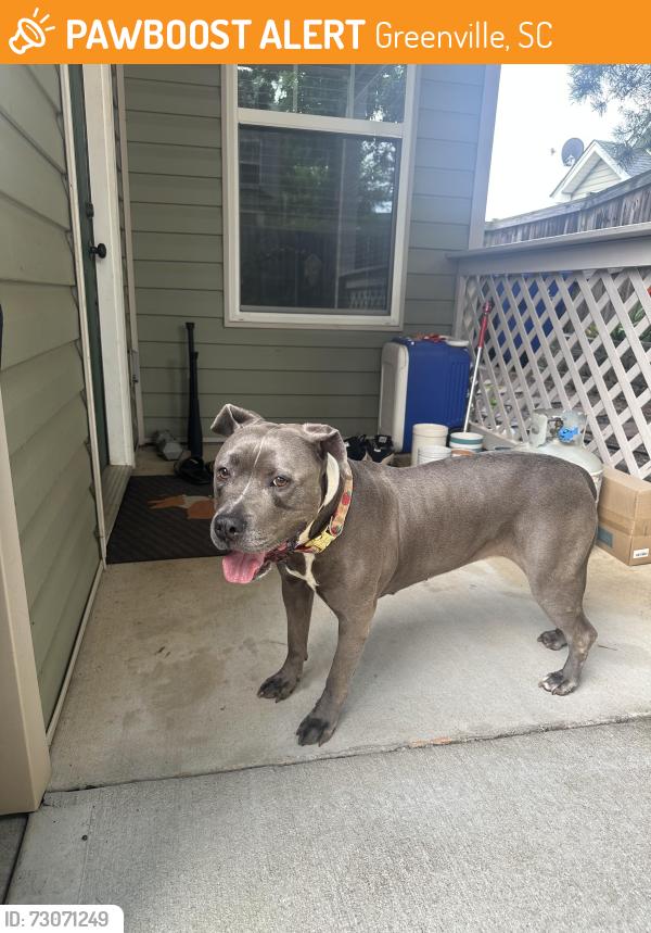 Found/Stray Female Dog last seen Lincoln St and Anderson St, Greenville, SC 29601