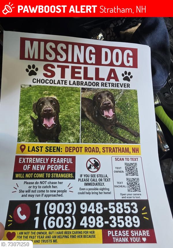 Lost Female Dog last seen Stratham hill park, Stratham, NH 03885