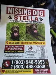 Lost Female Dog last seen Stratham hill park, Stratham, NH 03885