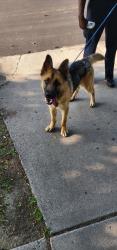 Found/Stray Female Dog last seen Palmer and Beaubien, Detroit, MI 48207