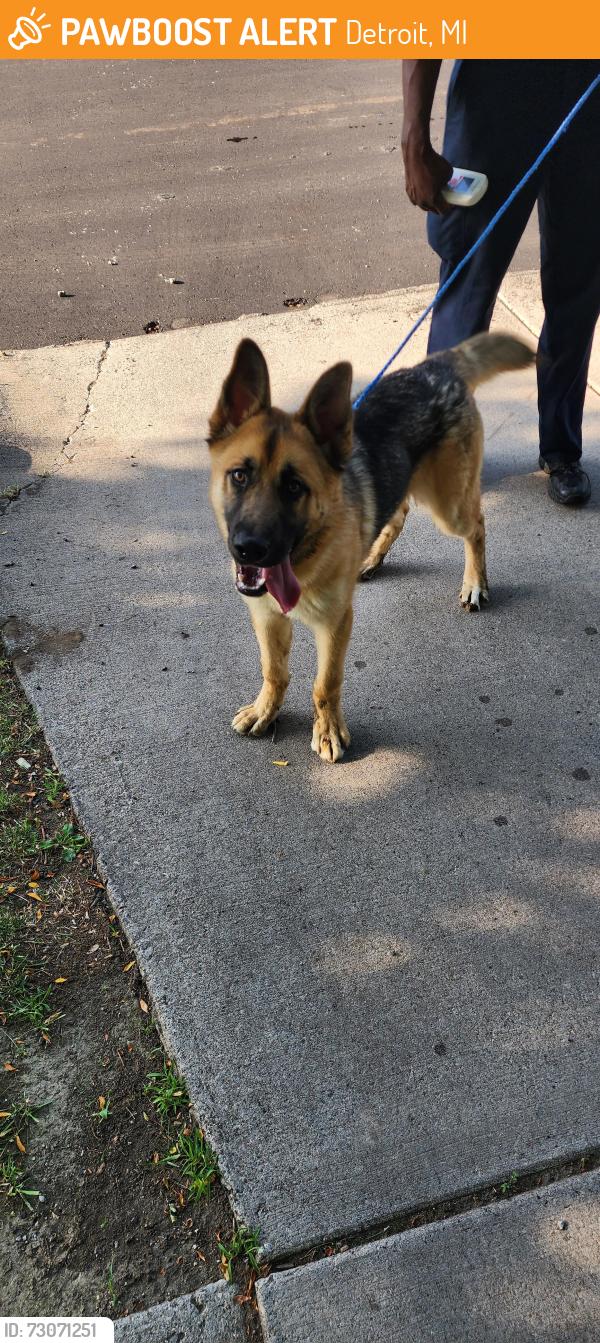 Found/Stray Female Dog last seen Palmer and Beaubien, Detroit, MI 48207