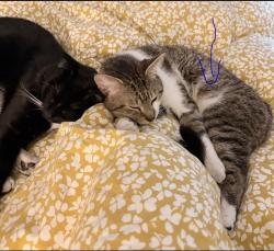Reunited Male Cat last seen Plaza Saibt-Hubert, Montréal, QC H2S 2L2