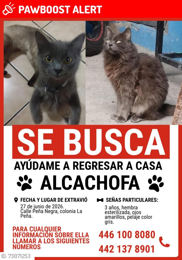 Lost Female Cat last seen Calle peña nevada, Santiago de Querétaro, Qro. 76116
