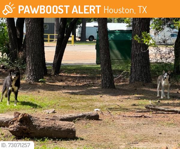 Found/Stray Unknown Dog last seen Gant Rd / Cutten, Houston, TX 77066