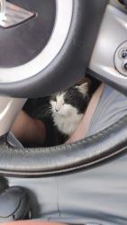 Lost Male Cat last seen Around Grand boulevard in Huntington, Huntington, WV 25705