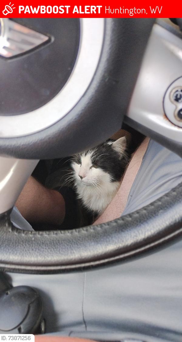 Lost Male Cat last seen Around Grand boulevard in Huntington, Huntington, WV 25705