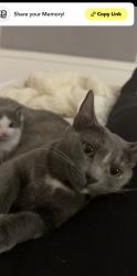 Lost Female Cat last seen Lake Hickory RV Resort, Conover, NC 28613