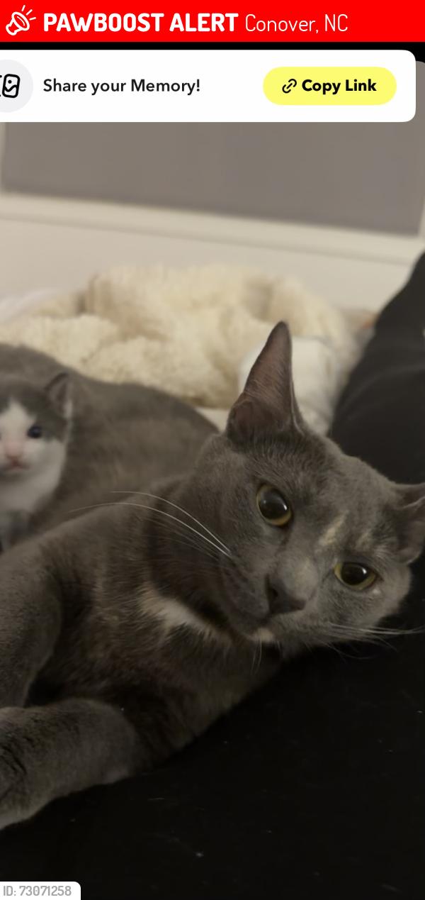 Lost Female Cat last seen Lake Hickory RV Resort, Conover, NC 28613