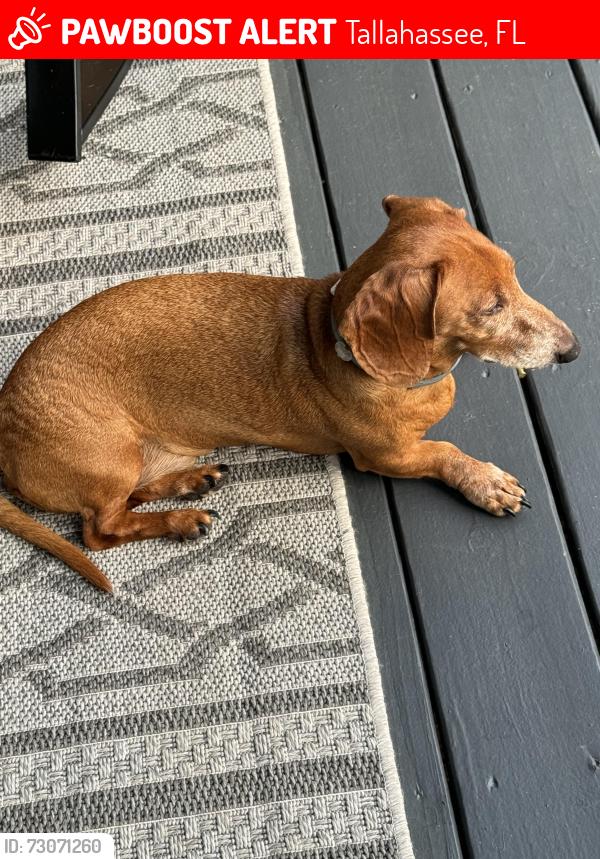 Lost Male Dog last seen Ft Braden Community Center, Tallahassee, FL 32310