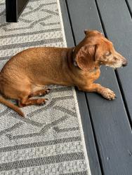 Lost Male Dog last seen Ft Braden Community Center, Tallahassee, FL 32310