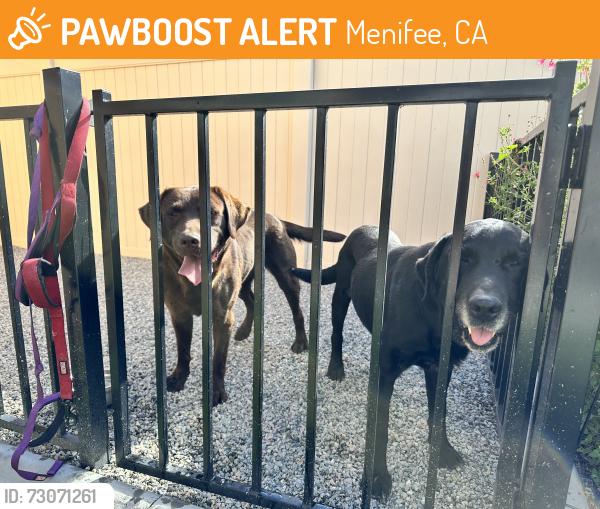 Found/Stray Male Dog last seen Domenigoni & Rice Rd., Menifee, CA 92596