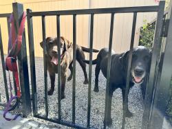 Found/Stray Male Dog last seen Domenigoni & Rice Rd., Menifee, CA 92596