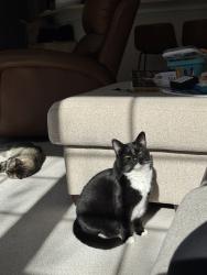 Lost Female Cat last seen Bonterra, Indian Trail, NC 28079