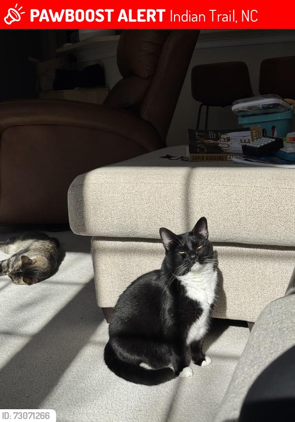 Lost Female Cat last seen Bonterra, Indian Trail, NC 28079