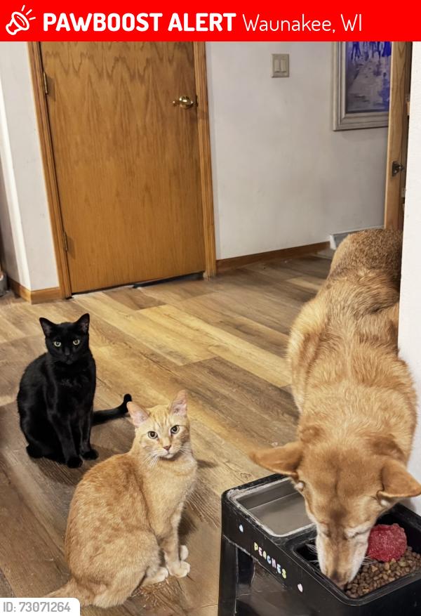 Lost Male Cat last seen Fairview and main in waunakee, Waunakee, WI 53597