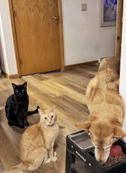 Lost Male Cat last seen Fairview and main in waunakee, Waunakee, WI 53597