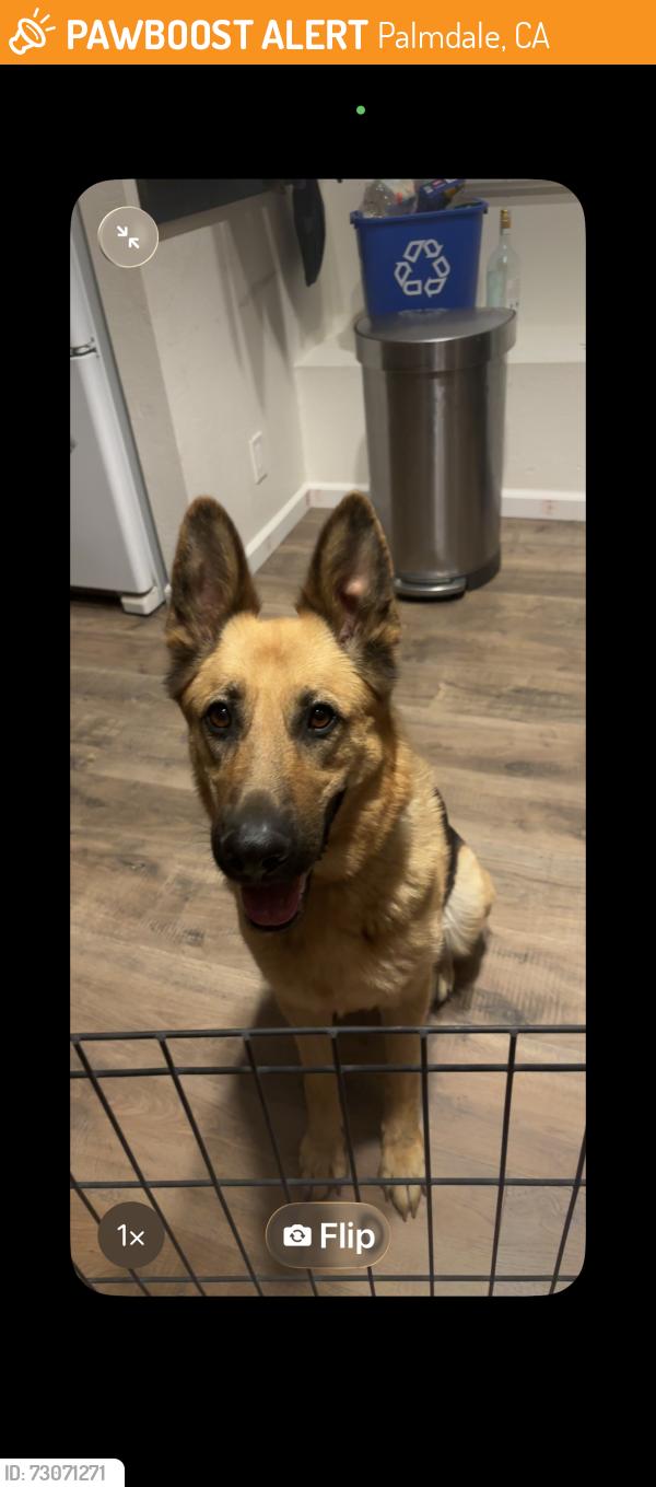 Found/Stray Female Dog last seen Brisa and maestro, Palmdale, CA 93551