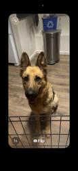 Found/Stray Female Dog last seen Brisa and maestro, Palmdale, CA 93551
