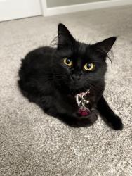 Lost Female Cat last seen Corner of Hillswick Trail, Brooklyn Park, Minneapolis, MN 55443