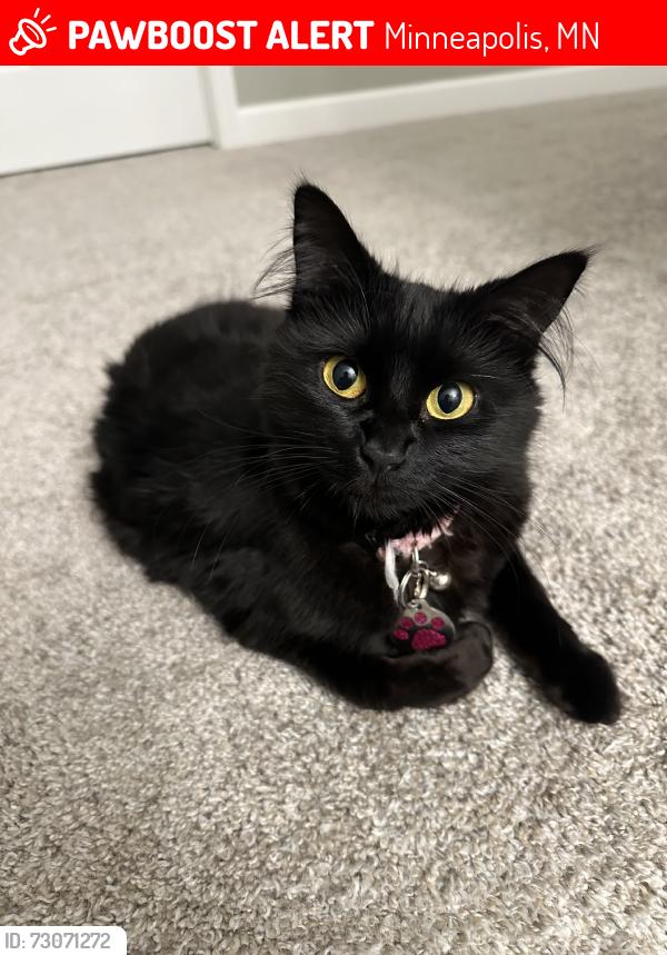Lost Female Cat last seen Corner of Hillswick Trail, Brooklyn Park, Minneapolis, MN 55443