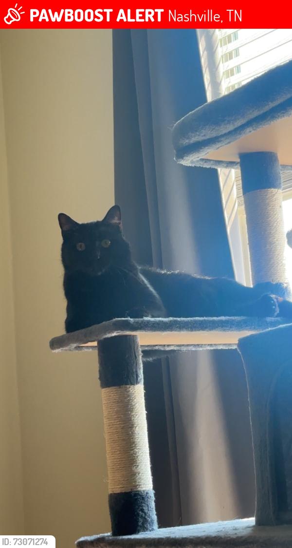 Lost Female Cat last seen Station 40 apmts/Elkins Allley, Nashville, TN 37209