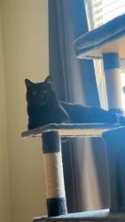 Lost Female Cat last seen Station 40 apmts/Elkins Allley, Nashville, TN 37209