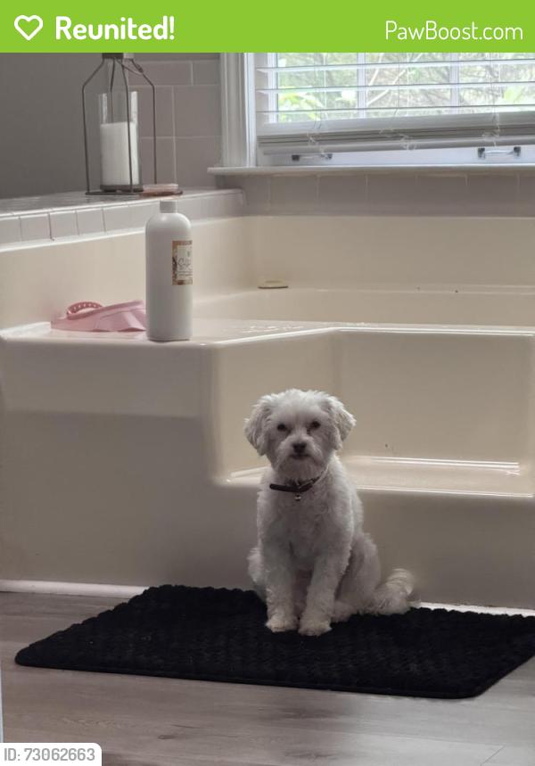 Reunited Female Dog last seen Russell road, Lawrenceville, GA 30043