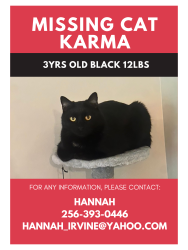 Lost Female Cat last seen Station 40/ Elkins Alley, Nashville, TN 37209