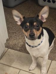 Lost Male Dog last seen Last seen at Dollar General, Spring Arbor, MI 49283