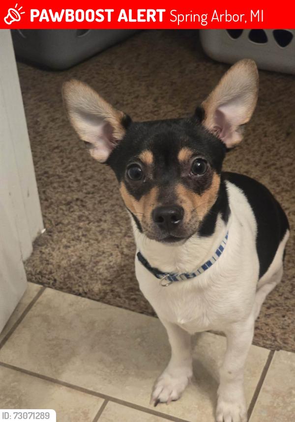Lost Male Dog last seen Last seen at Dollar General, Spring Arbor, MI 49283