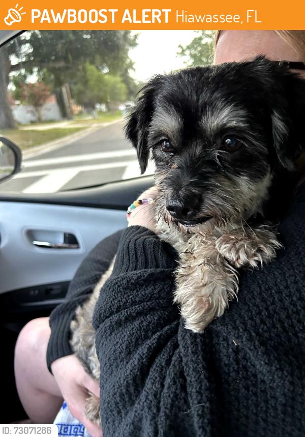 Found/Stray Male Dog last seen W Colonial Drive/Apopka Vineland Sam's Club/Neighborhood Market Lots, Hiawassee, FL 32818