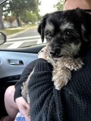 Found/Stray Male Dog last seen W Colonial Drive/Apopka Vineland Sam's Club/Neighborhood Market Lots, Hiawassee, FL 32818