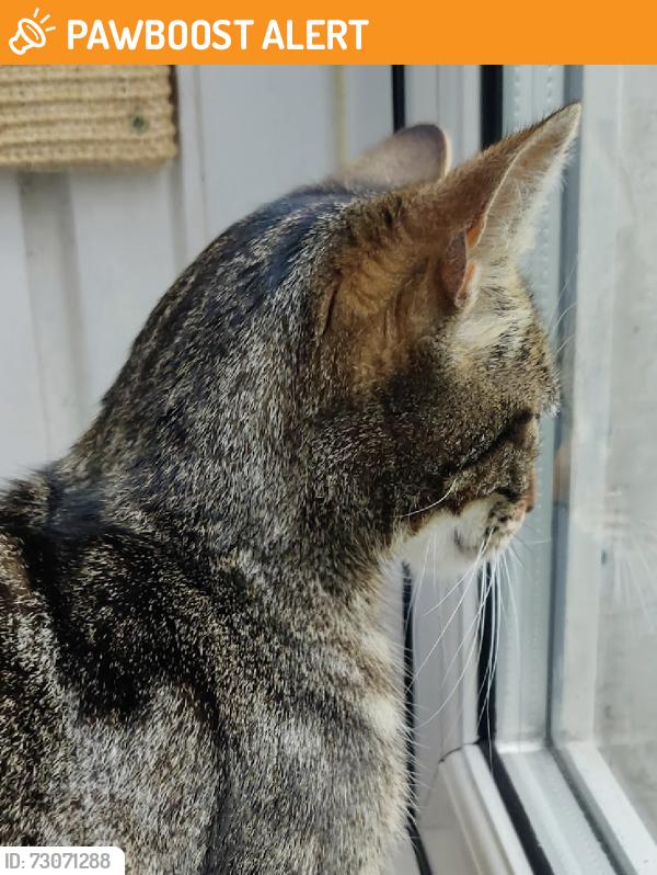 Found/Stray Unknown Cat last seen Near the Vicars Oak at the top of Crystal Palace Park, not far from the bus terminal., Greater London, England SE19 1UA