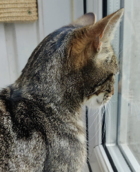 Found/Stray Unknown Cat last seen Near the Vicars Oak at the top of Crystal Palace Park, not far from the bus terminal., Greater London, England SE19 1UA
