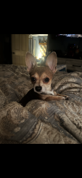 Lost Male Dog last seen Bay St. Boiling Springs NC, Boiling Spring Lakes, NC 28461