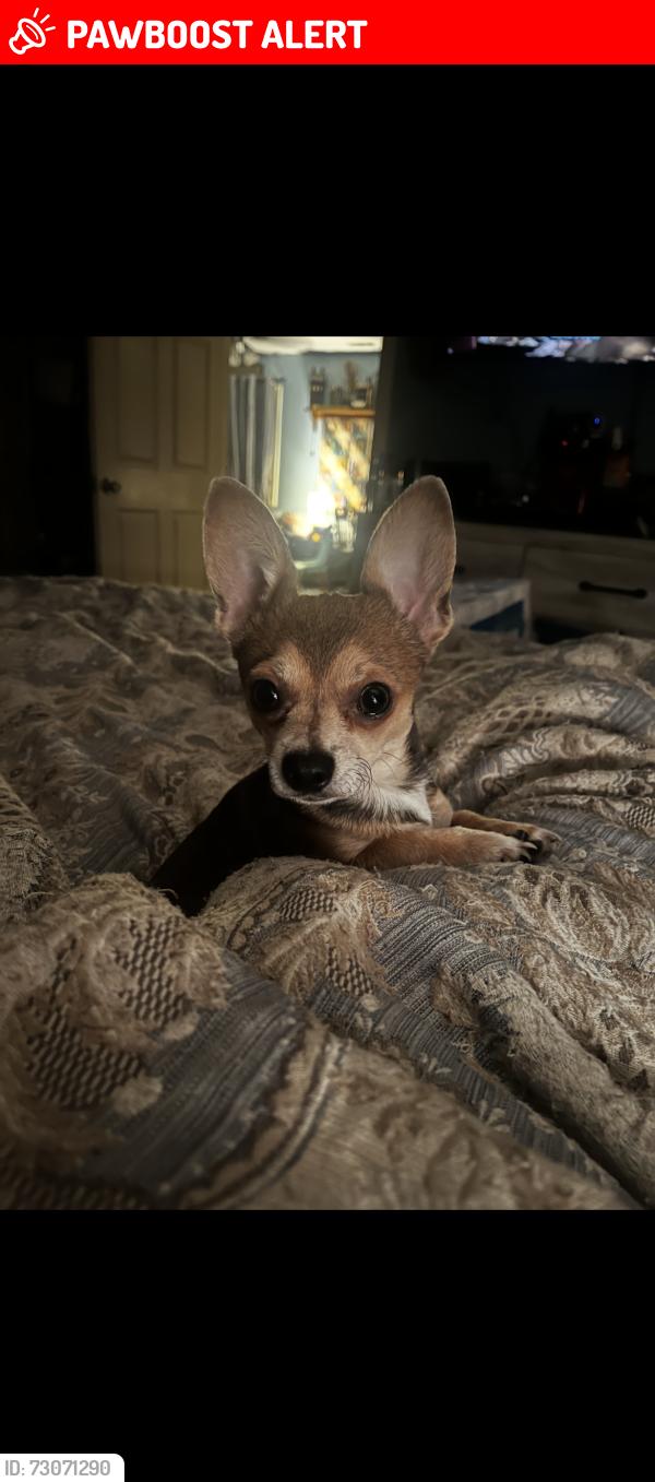 Lost Male Dog last seen Bay St. Boiling Springs NC, Boiling Spring Lakes, NC 28461