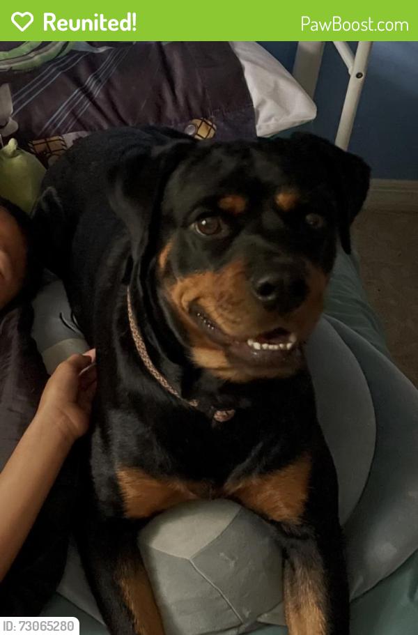 Reunited Female Dog last seen Near War Eagle Blvd, Titusville, FL 32796