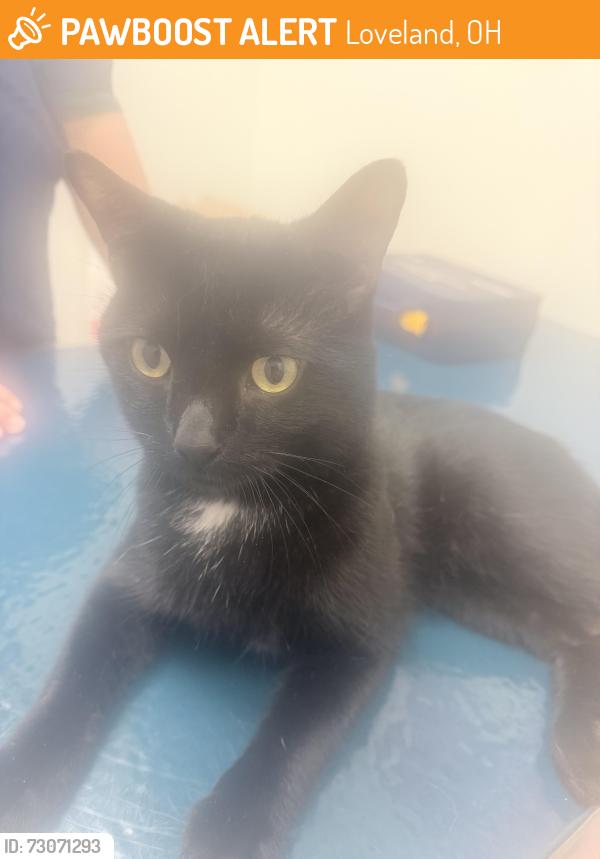 Found/Stray Male Cat last seen Kiwanis Park, Loveland, OH 45140