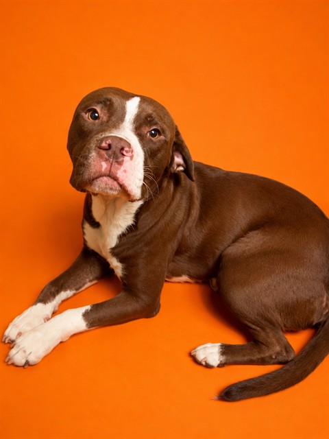 Shelter Stray Male Dog last seen ABANDONED IN ROAD ON BIDDY LANE, 2020 Forest St, Jacksonville, FL 32204, USA