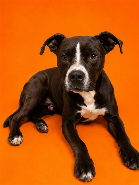 Shelter Stray Male Dog last seen ABANDONED IN ROAD ON BIDDY LANE, 2020 Forest St, Jacksonville, FL 32204, USA