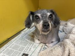 Shelter Stray Female Dog last seen , 3201 Lacy St, Los Angeles, CA 90031, USA