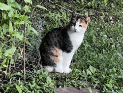 Reunited Female Cat last seen Eljan and 313 (Swamp Road) , Doylestown, PA 18901