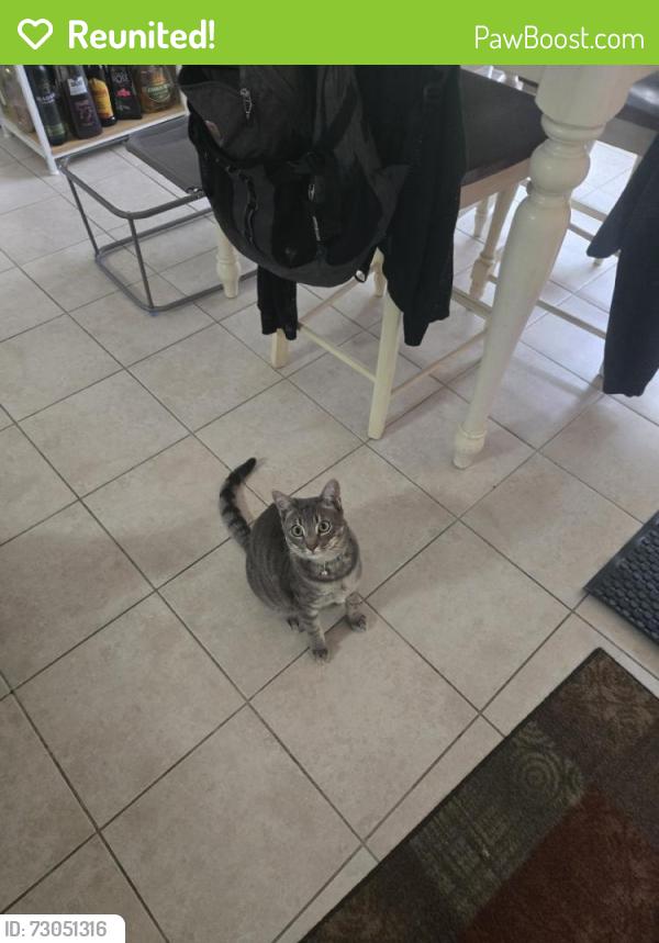 Reunited Male Cat last seen Near Lillytrotter Dr, Hope Mills, NC 28348, USA, Hope Mills, NC 28348
