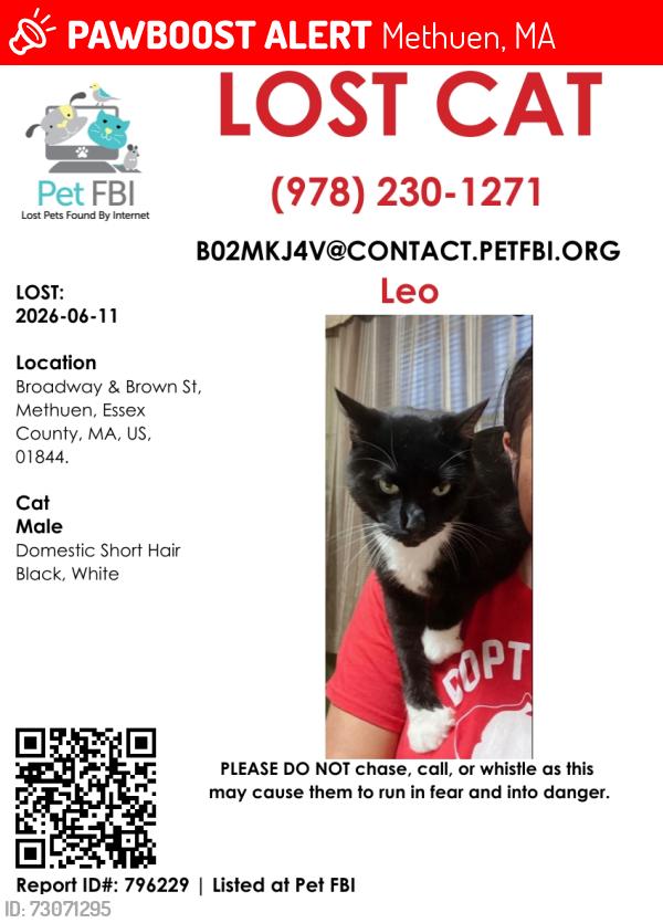 Lost Male Cat last seen Broadway street and Brown street methuen ma, Methuen, MA 01844