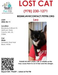 Lost Male Cat last seen Broadway street and Brown street methuen ma, Methuen, MA 01844