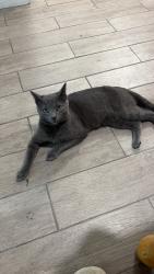 Lost Male Cat last seen Loney st and rhawn st, Philadelphia, PA 19111