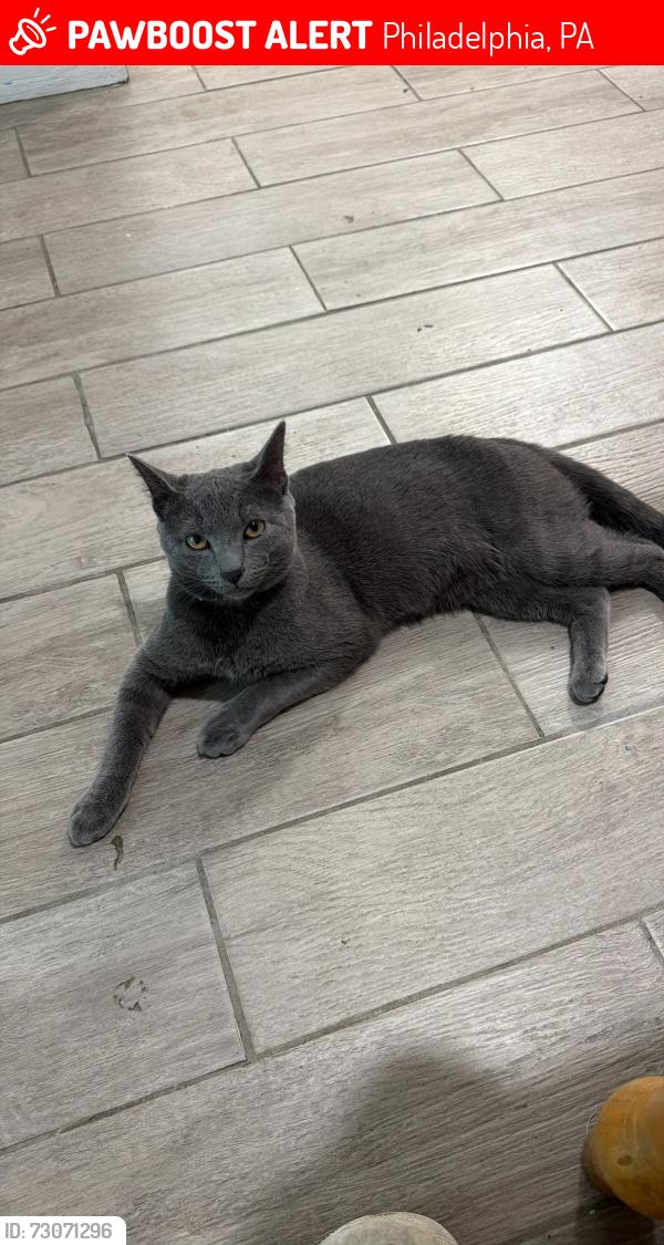 Lost Male Cat last seen Loney st and rhawn st, Philadelphia, PA 19111