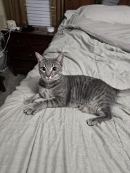 Found/Stray Male Cat last seen Thistle Gold Drive, Hope Mills, NC 28348