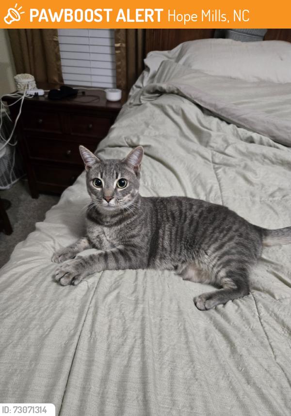 Found/Stray Male Cat last seen Thistle Gold Drive, Hope Mills, NC 28348