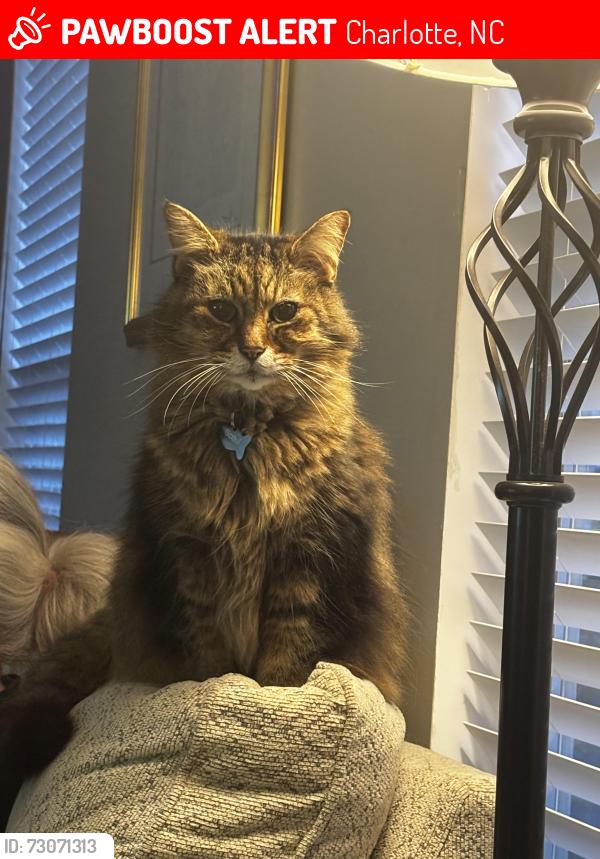 Lost Male Cat last seen Near Raymond pl, Charlotte, NC 28205